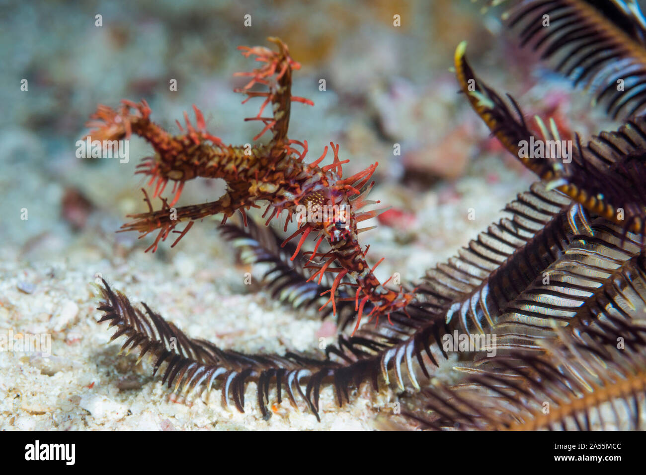 Ornate Ghost Pipefish [Solenostomus paradoxus] next to crinoid.  West Papua, Indonesia.  Indo-West Pacific. Stock Photo
