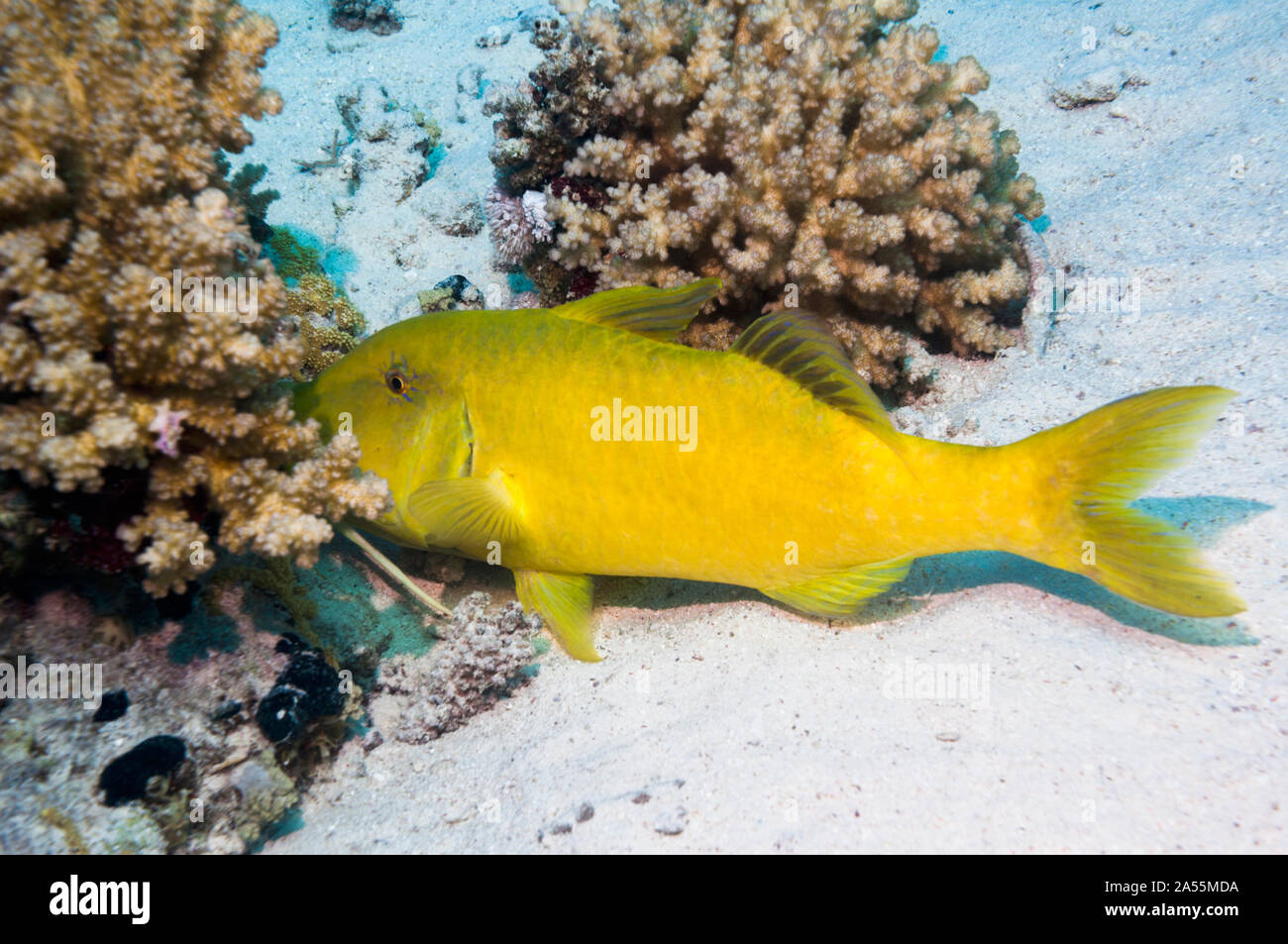 Yellowsaddle goatfish (Parupeneus cyclostomus) hunting small prey in coral branches.  Egypt, Red Sea. Stock Photo