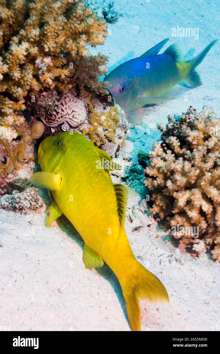 Yellowsaddle goatfish (Parupeneus cyclostomus) hunting small prey in coral branches.  Egypt, Red Sea. Stock Photo