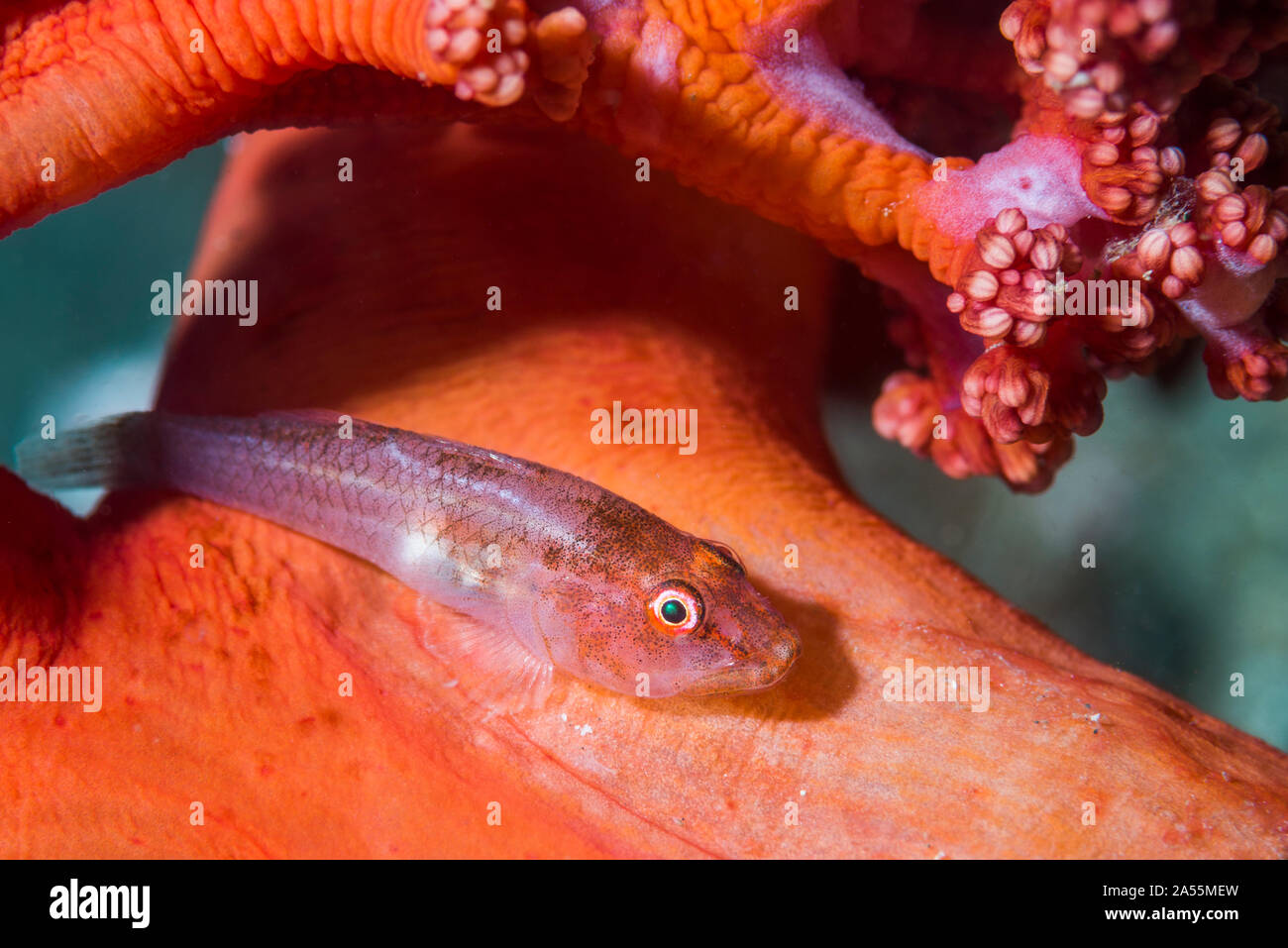 Translucent Coral Goby [Bryaninops erythrops] on soft coral.  Lembeh Strait, North Sulawesi, Indonesia. Stock Photo