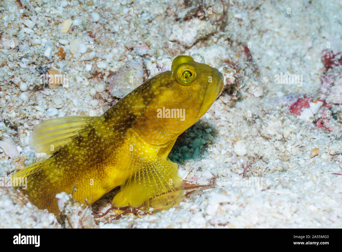Banded Shrimpgoby [Cryptocentrus cf cinctus] yellow variation.  West Papua, Indonesia.  Indo-West Pacific. Stock Photo