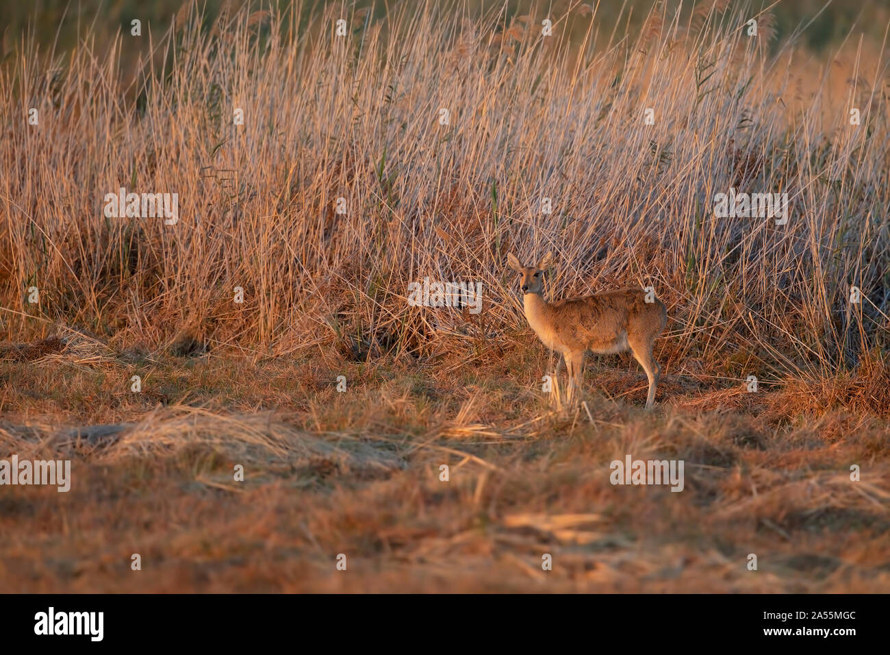 Reedbuck botswana hi-res stock photography and images - Alamy