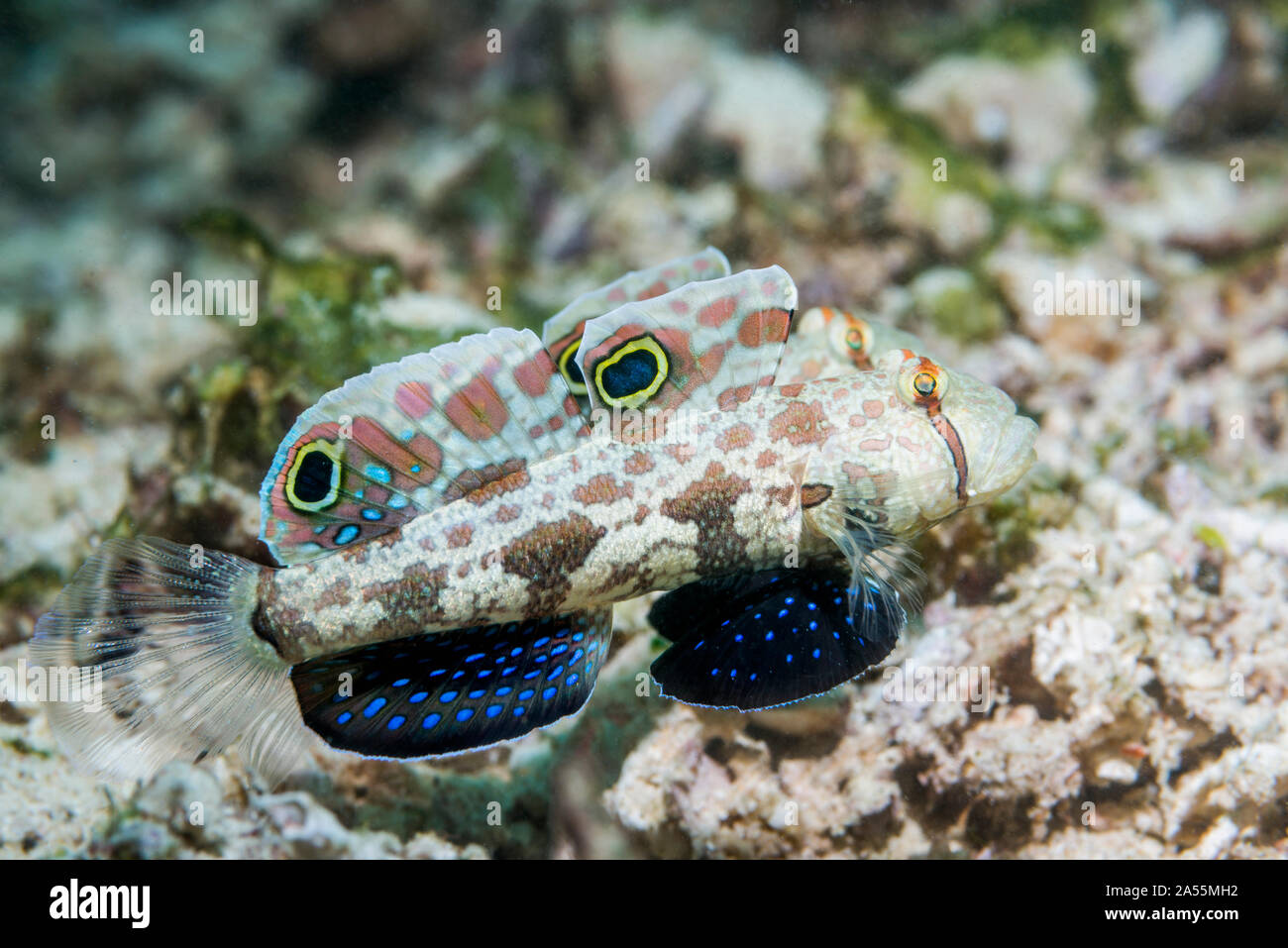 Crab-eye Goby or Signal Goby [Signigobius biocellatus].  West Papua, Indonesia.  Indo-West Pacific. Stock Photo