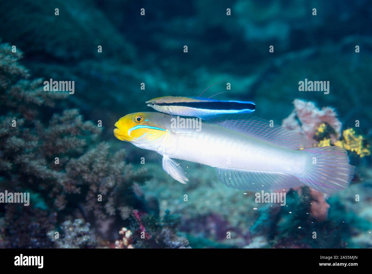 Bluestreak Goby [Valenciennea strigata] with a Bluestrea Cleaner Wrasse [Labroides dimidiatus], West Papua, Indonesia.  Indo-West Pacific. Stock Photo
