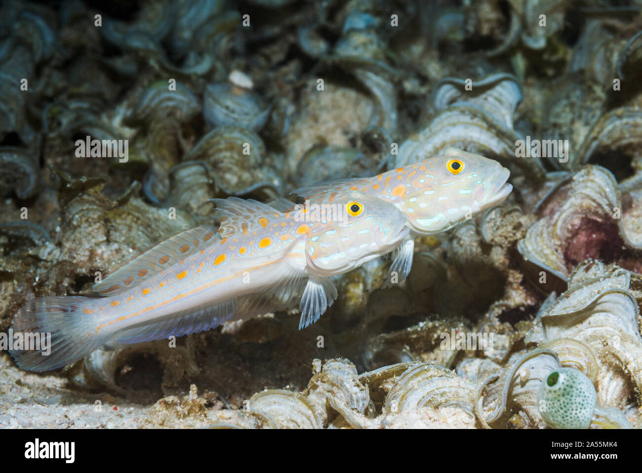 Maiden Goby or Orange-dashed Goby [Valenciennea puellaris] pair with Funnelweed.  West Papua, Indonesia.  Indo-West Pacific. Stock Photo