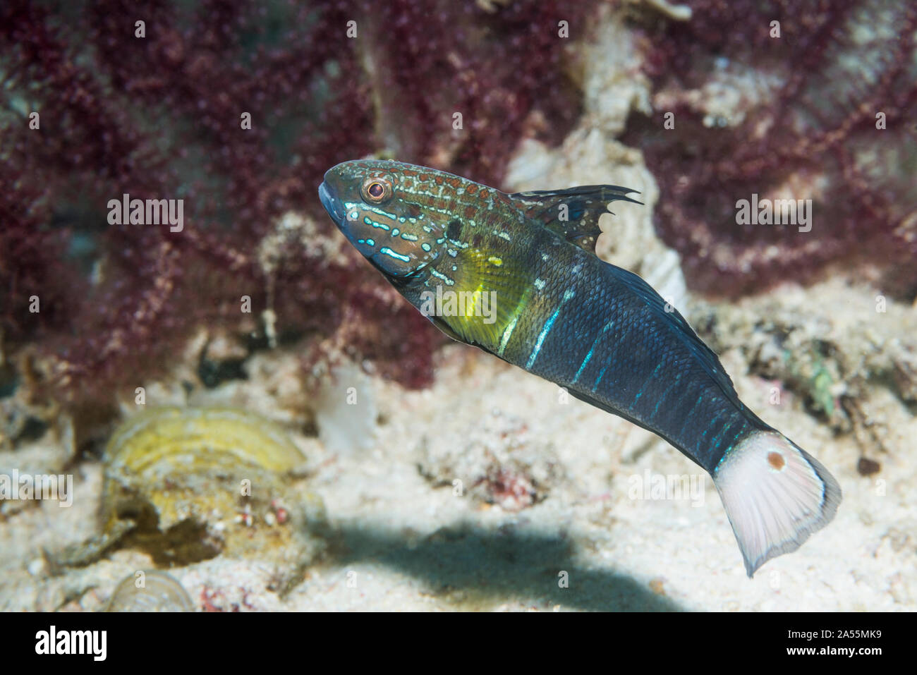 Brown-barred Goby [Amblygobius phalaena].  West Papua, Indonesia.  Indo-West Pacific. Stock Photo