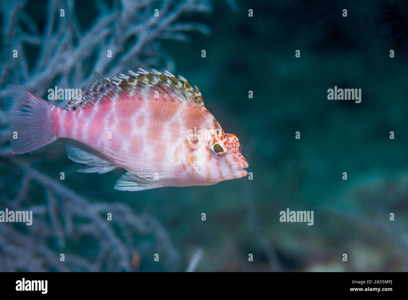 Threadfin Hawkfish [Cirrhytichthys aprinus]. West Papua, Indonesia