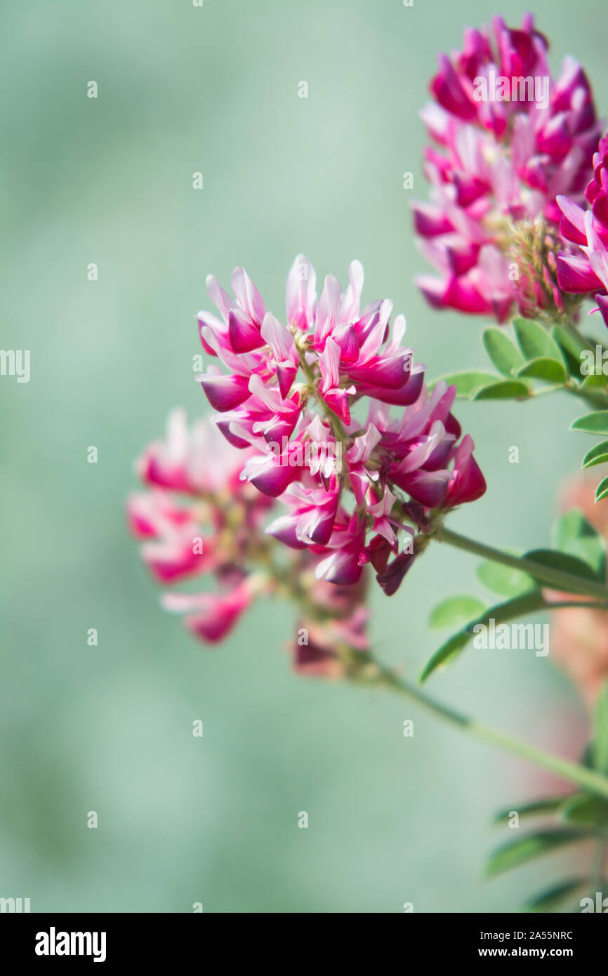 pink flowers of Sulla with which an excellent honey is produced in Sicily, Italy Stock Photo