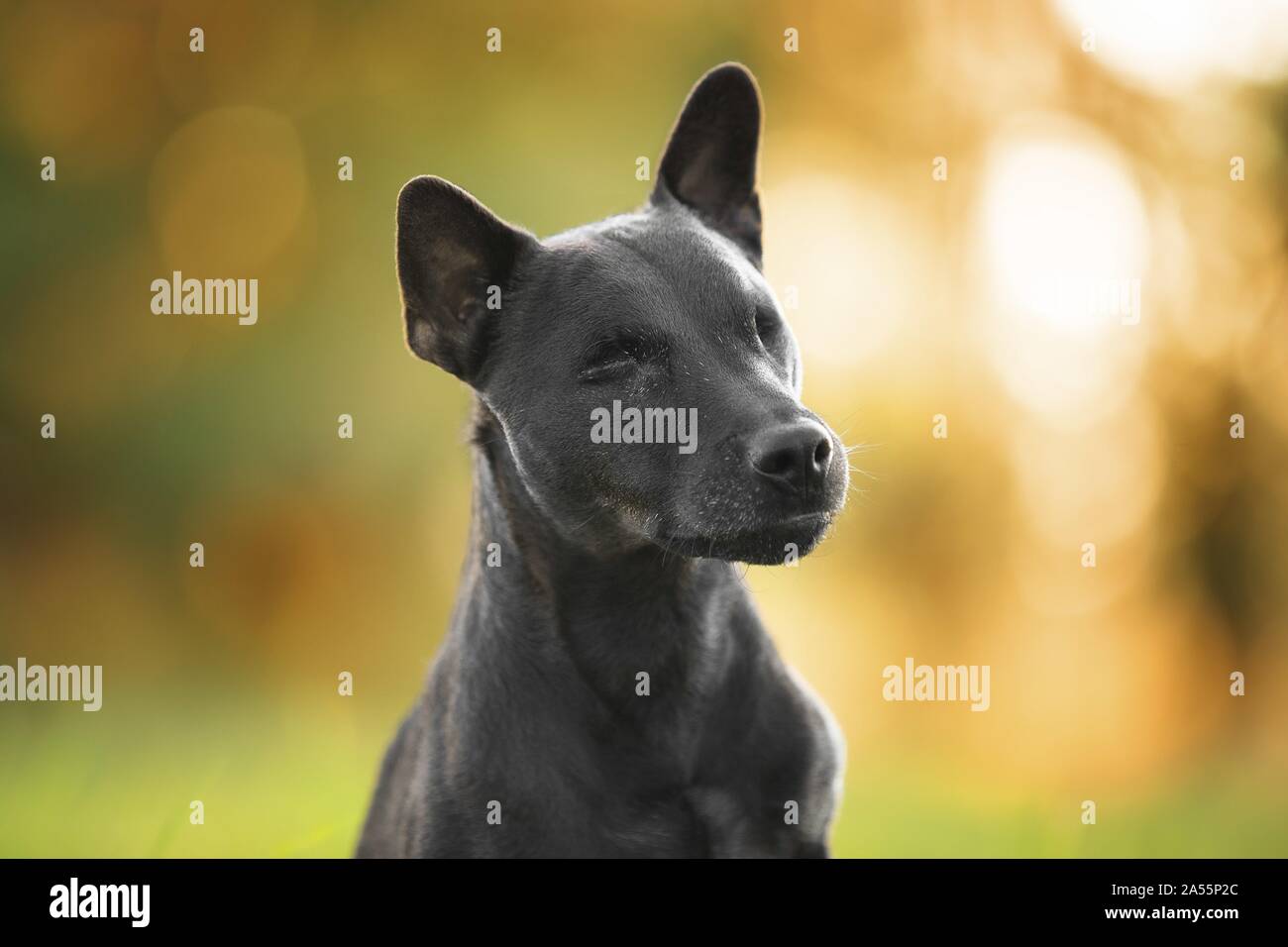 blinde Patterdale Terrier Stock Photo