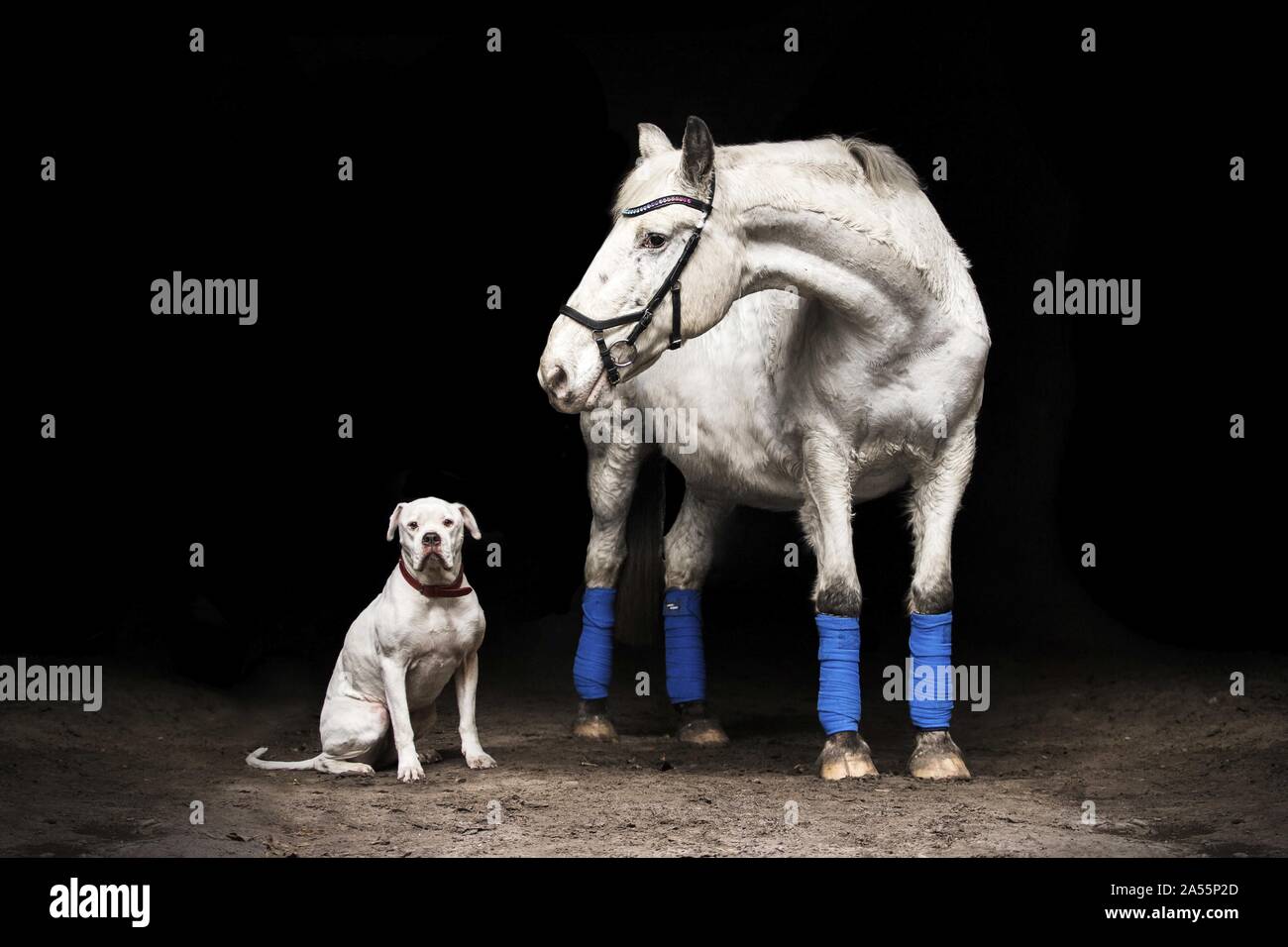 American Bulldog and Appaloosa Stock Photo