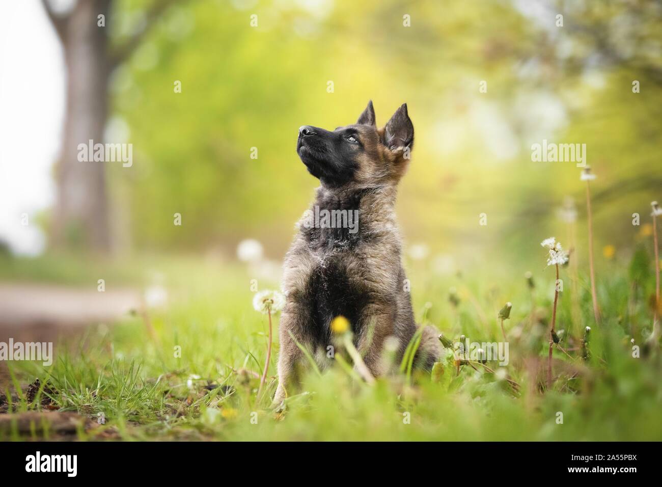 Best Place To Get German Shepherd Puppy at Robert Caldwell blog