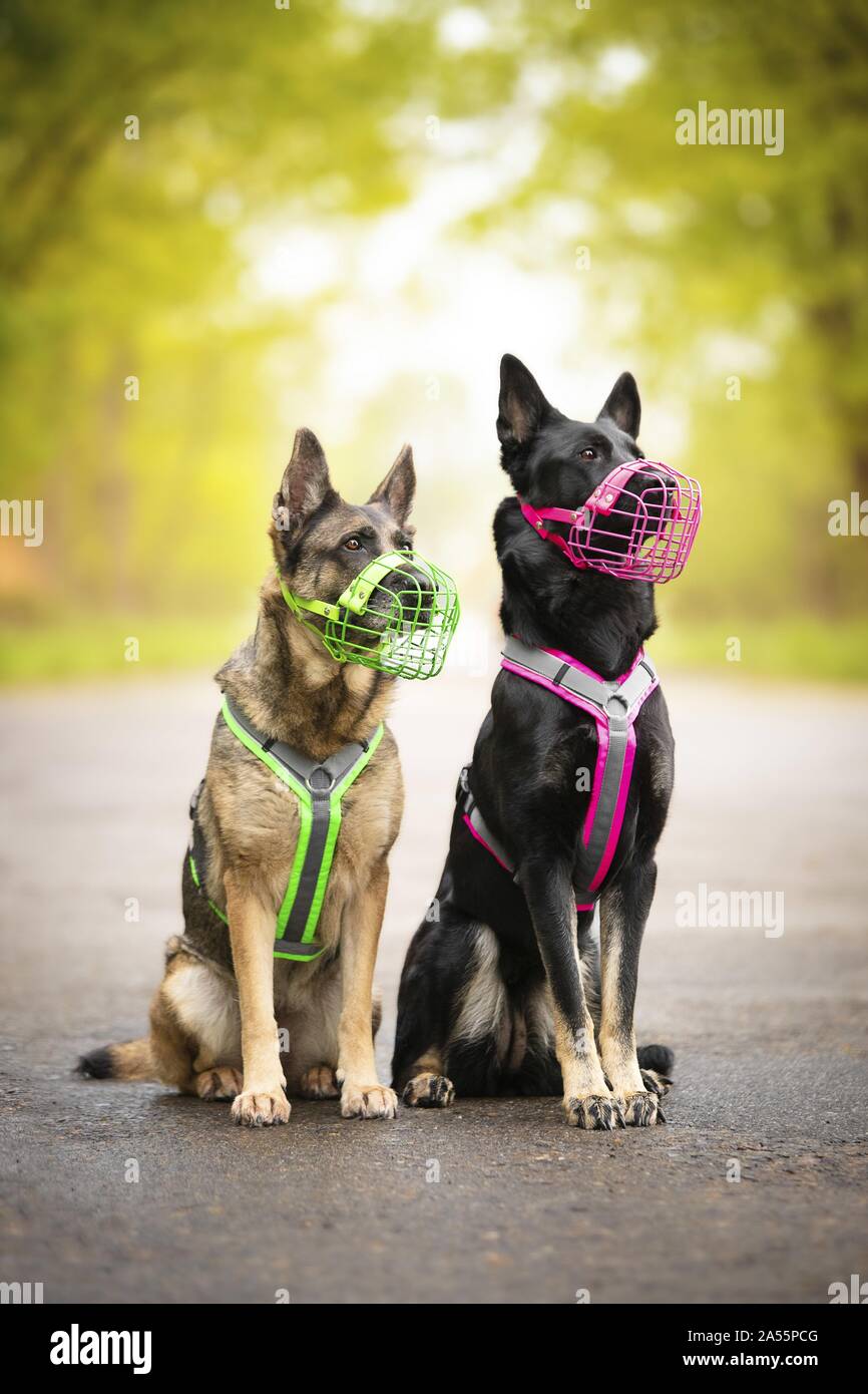 German shepherd dog with muzzle Stock Photo Alamy