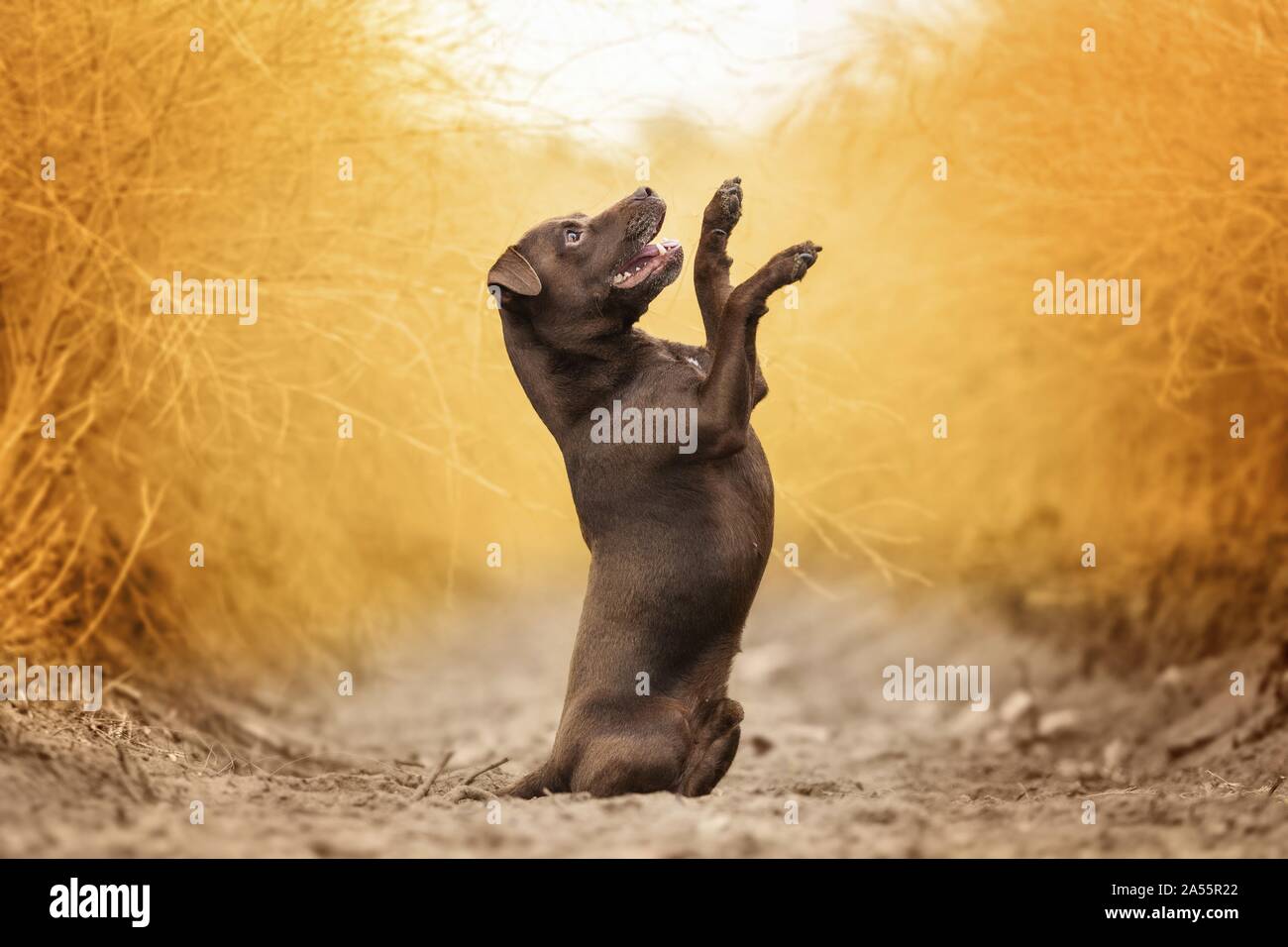 brown male Patterdale Terrier Stock Photo