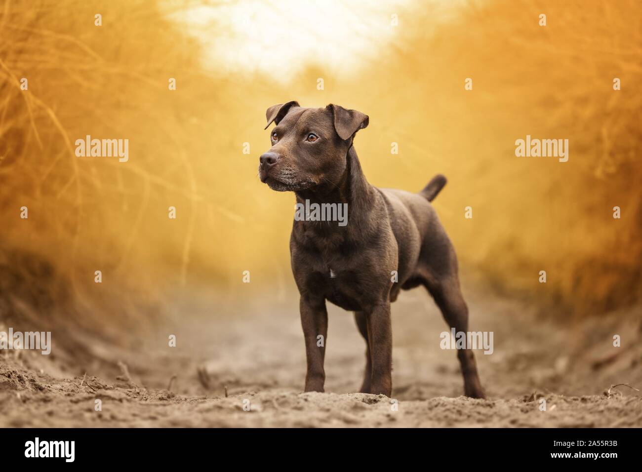 brown male Patterdale Terrier Stock Photo