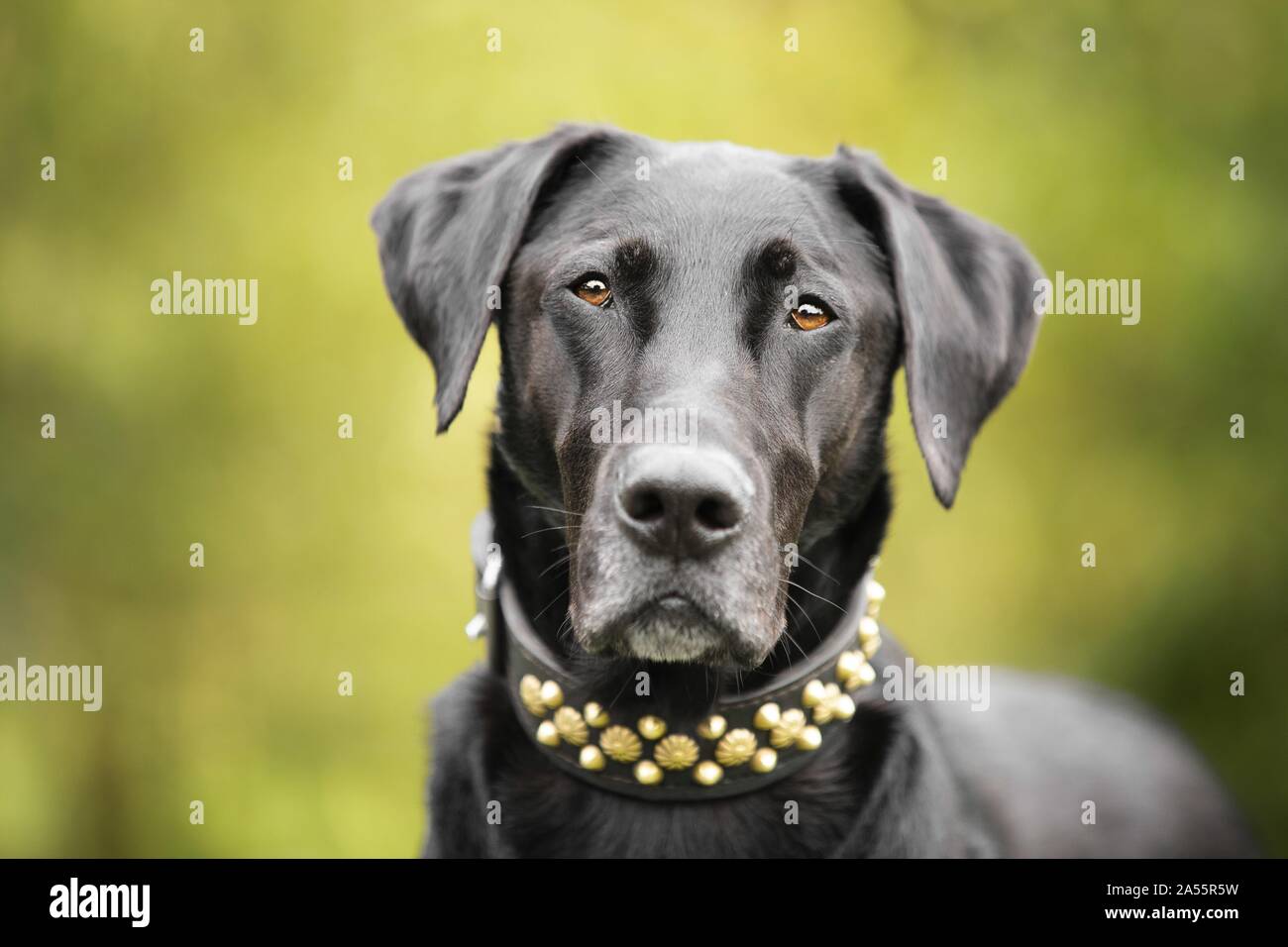 Ca De Bestiar Stock Photo Alamy