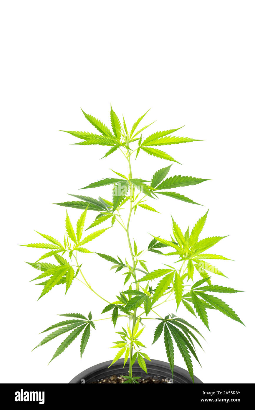 Marijuana plant in plastic pot isolated on white background Stock Photo -  Alamy
