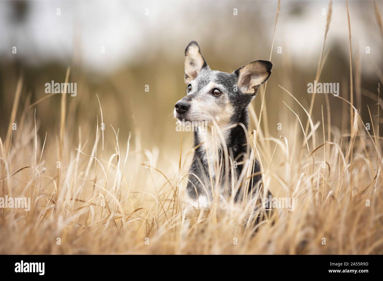 Page 2 Ratonero High Resolution Stock Photography And Images Alamy