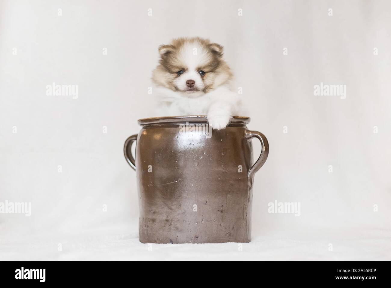 Pomeranian Puppy in front of white background Stock Photo