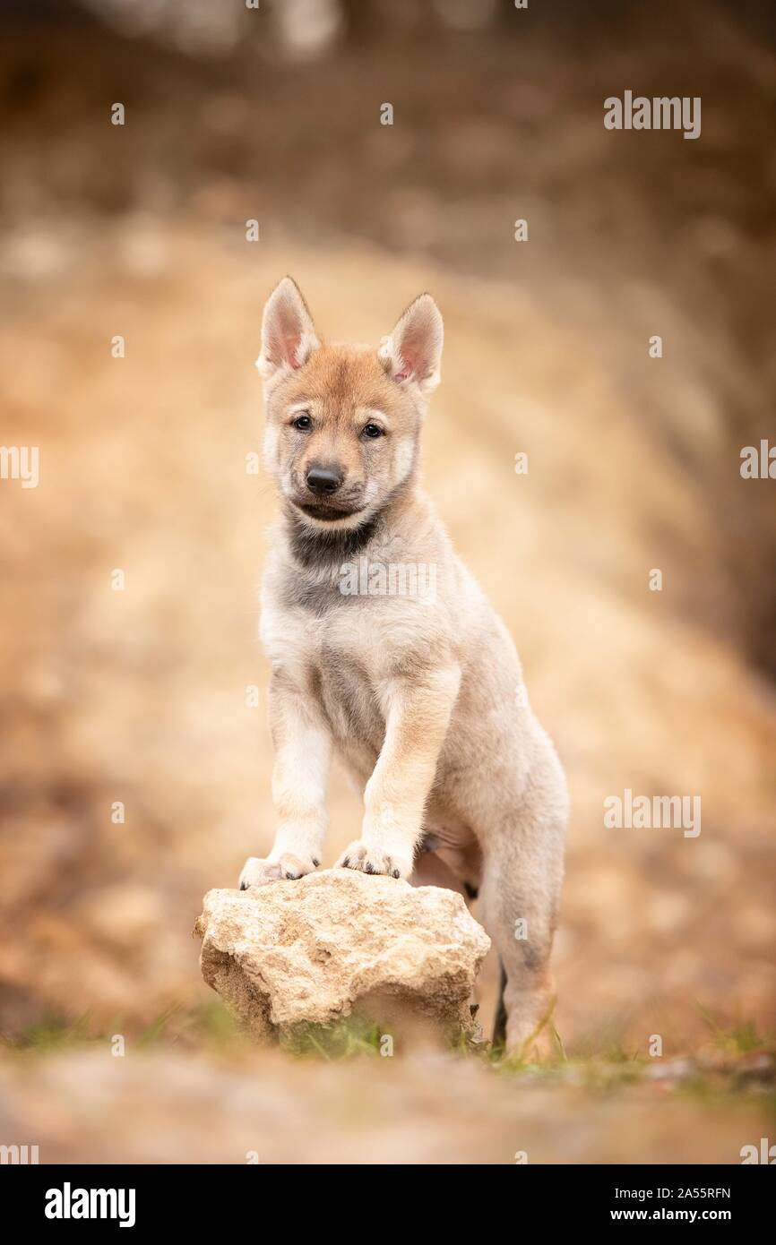 Czechoslovakian Vlcak Puppies Czechoslovakian Vlcak Dog