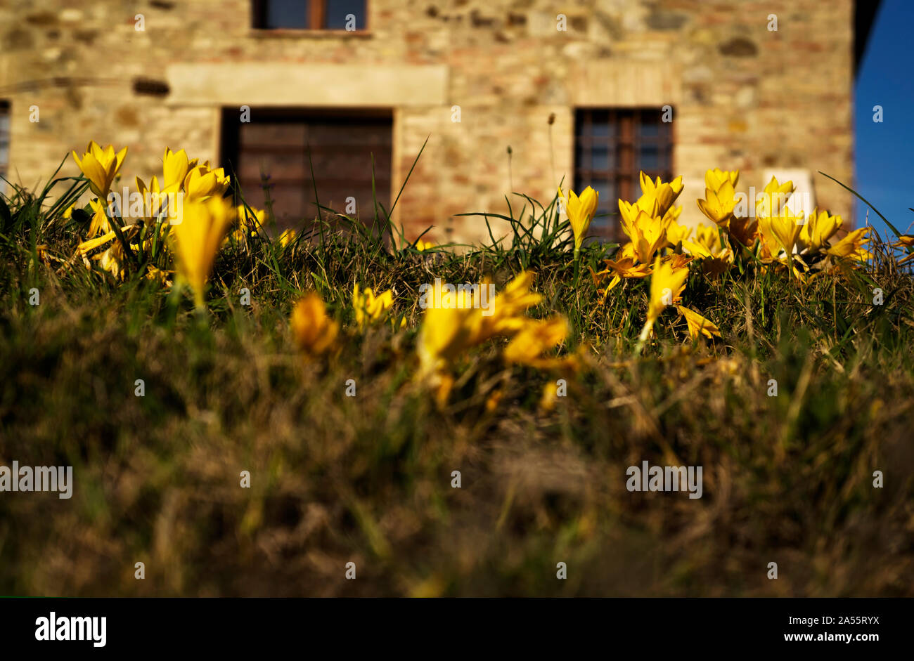 Un old ruin restored in the last years, even places can bloom again. Shoot taken in Gallina province of Siena Stock Photo