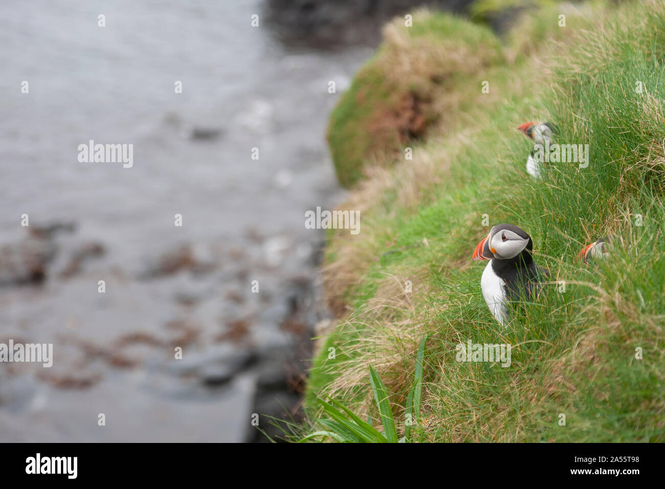 puffins on cliffside of staff island Stock Photo