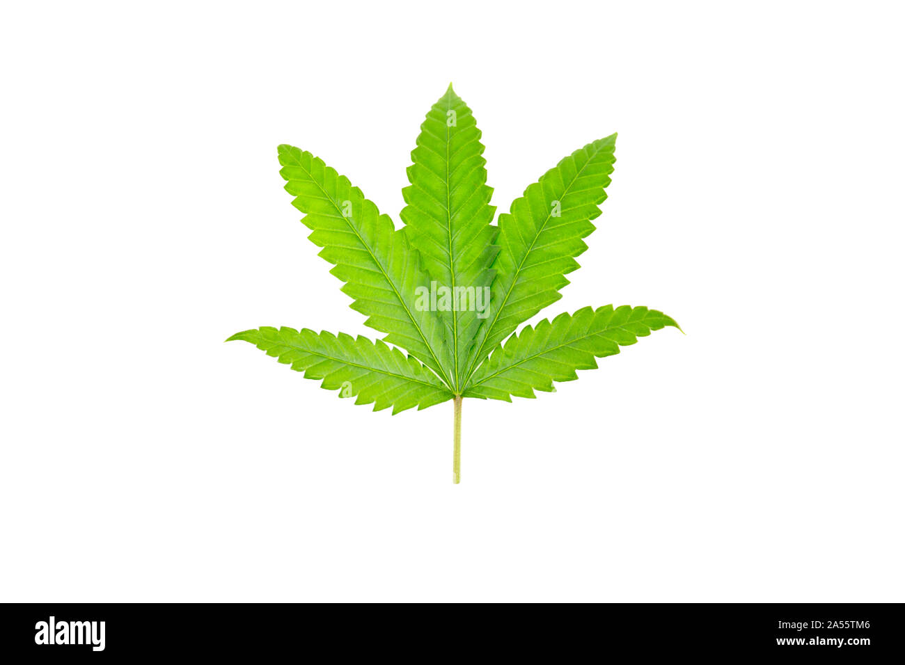 Green cannabis leaves isolated on white background in clipping path
