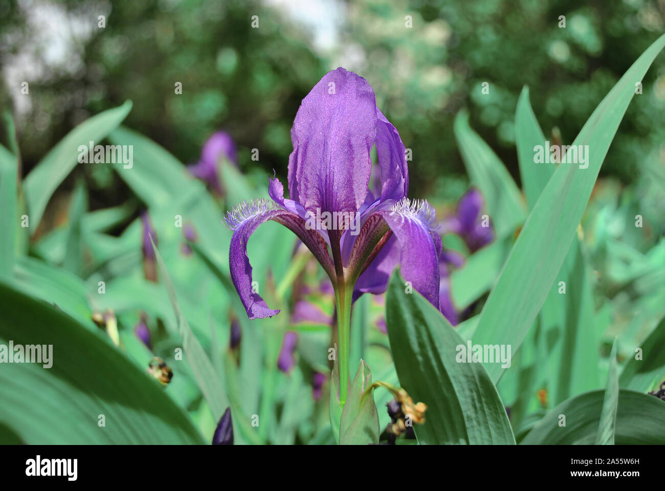 Purple iris flower blooming, blurry green leaves background Stock Photo