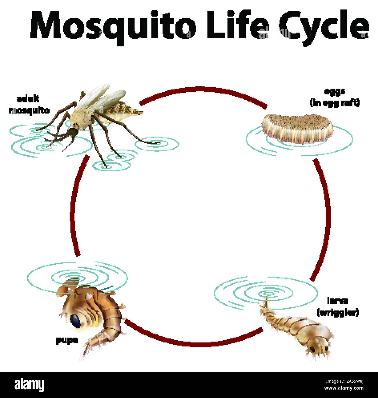 Diagram showing life cycle of mosquito illustration Stock Vector Image Art Alamy