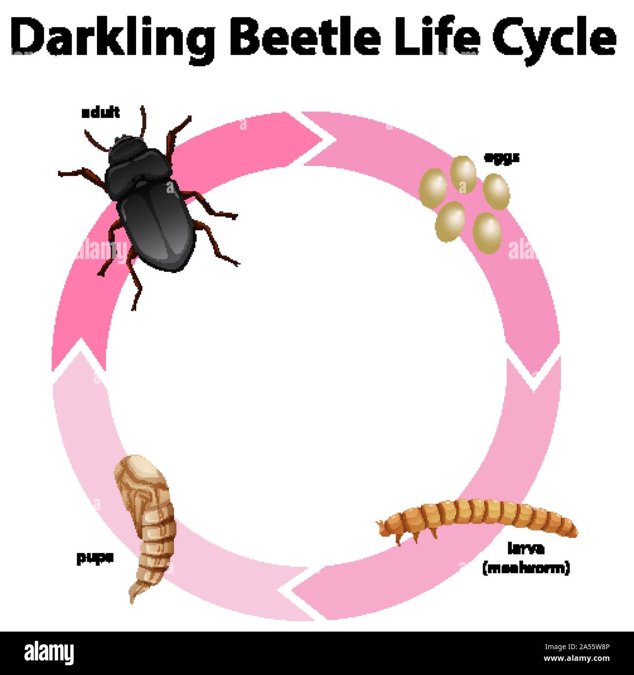 Leaf Beetle Life Cycle at Cynthia Earley blog