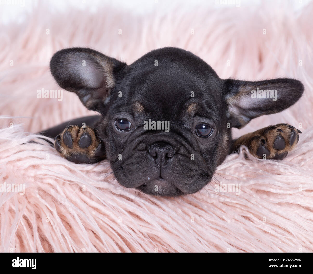 french bulldog toy breed