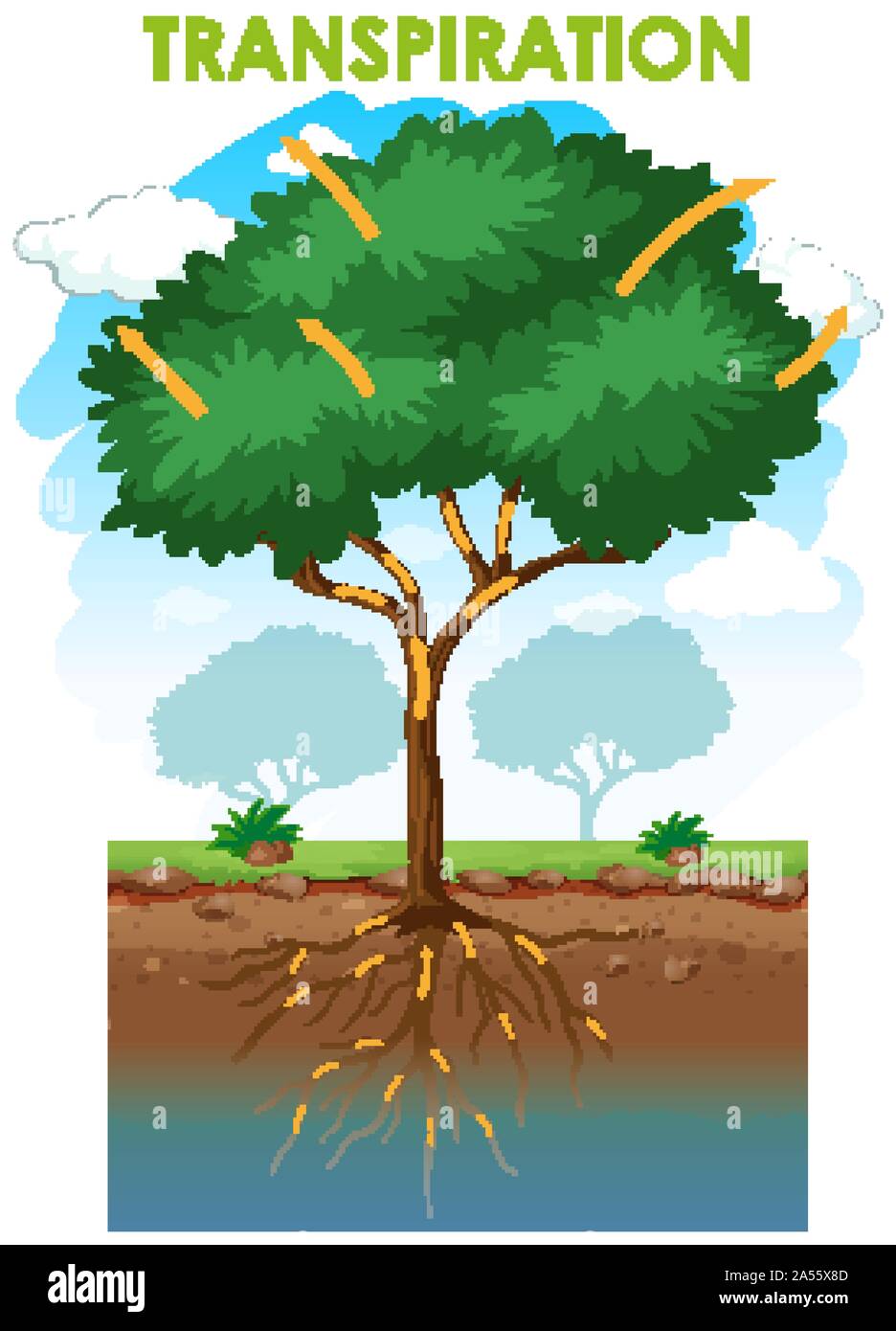 Diagram showing transpiration with plant illustration Stock Vector