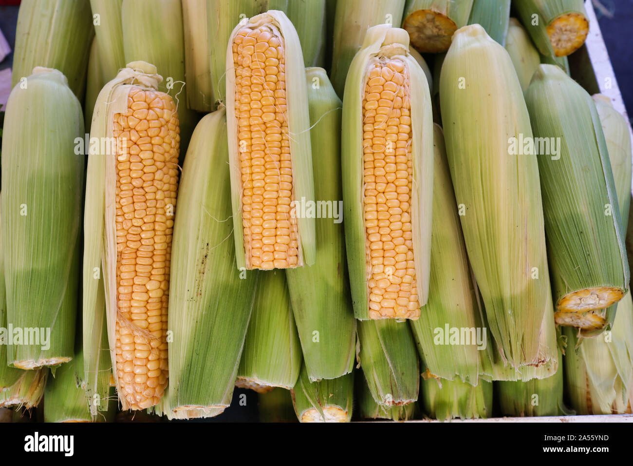 Fresh corn on the cob with husks Stock Photo