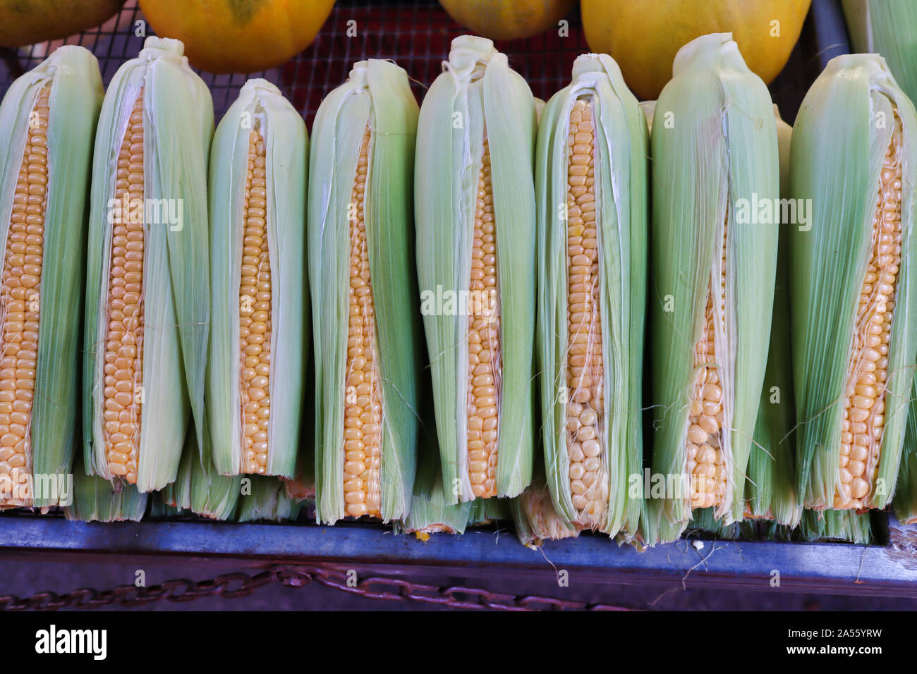 Fresh corn on the cob with husks Stock Photo