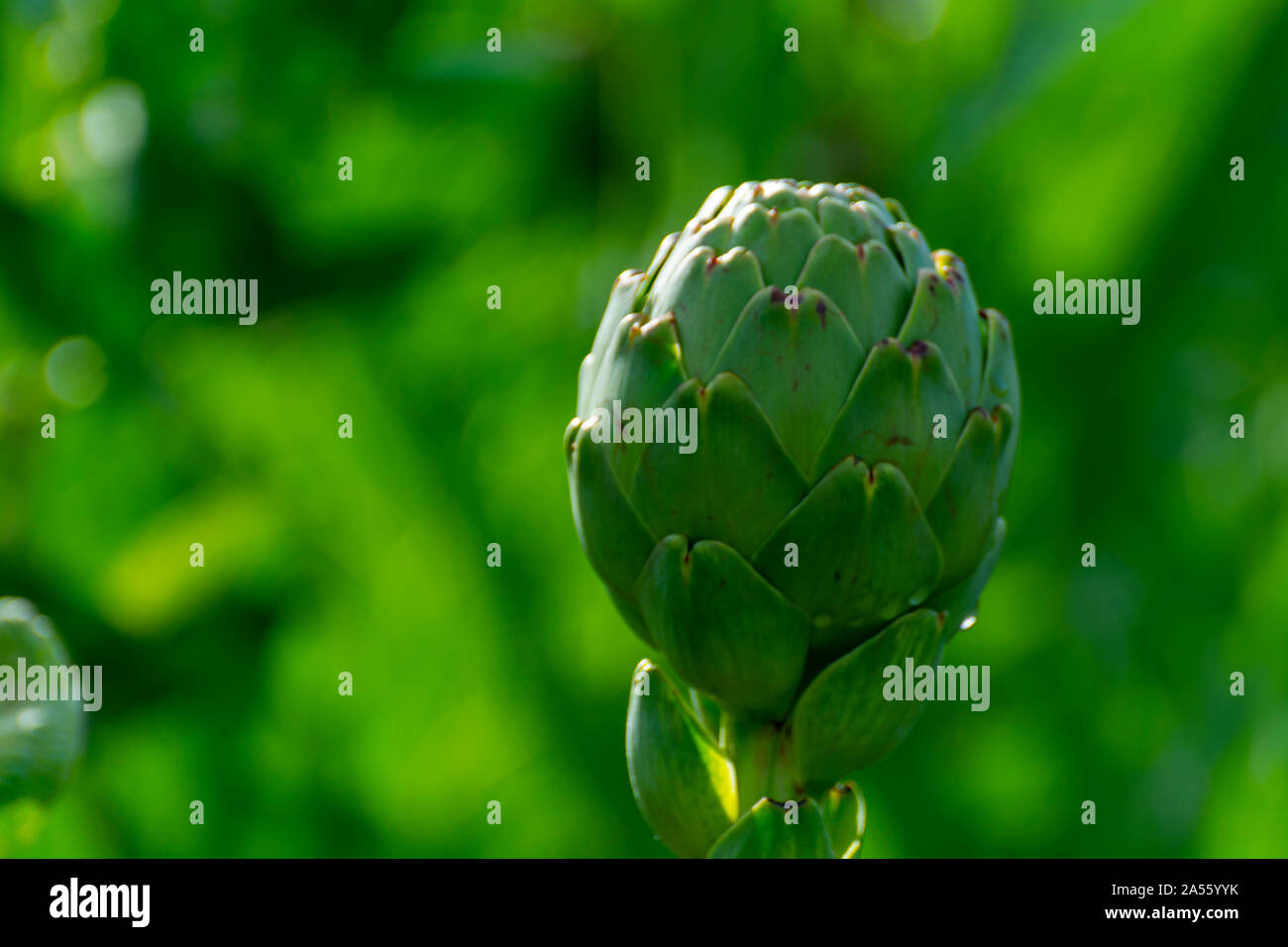 Farm field with green artichoke plants with one ripe flower head close