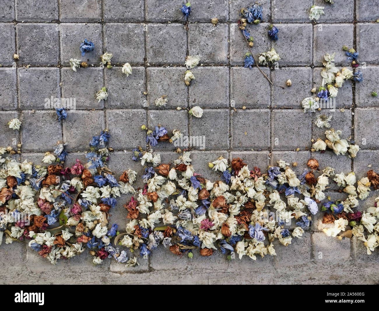 Deadhead flowers hi-res stock photography and images - Alamy