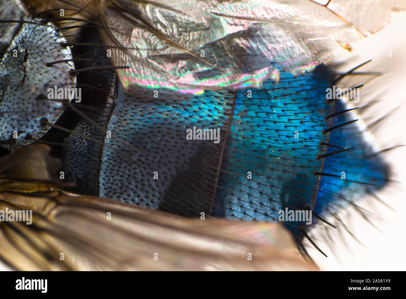 macro photo of a fly Stock Photo - Alamy