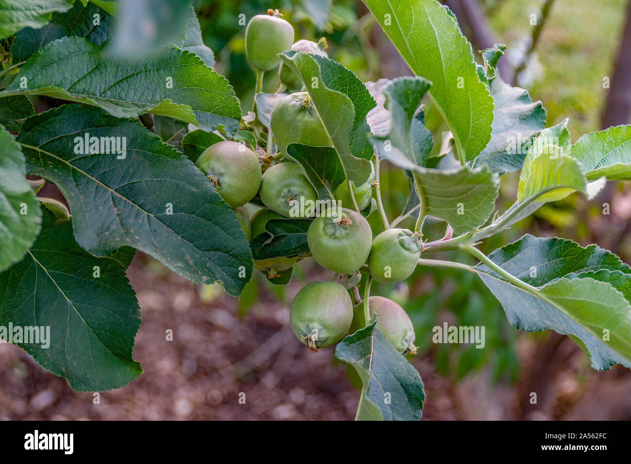 Tropical apples beginning to develop on the tree in a home garden in Queensland. Australia Stock Photo