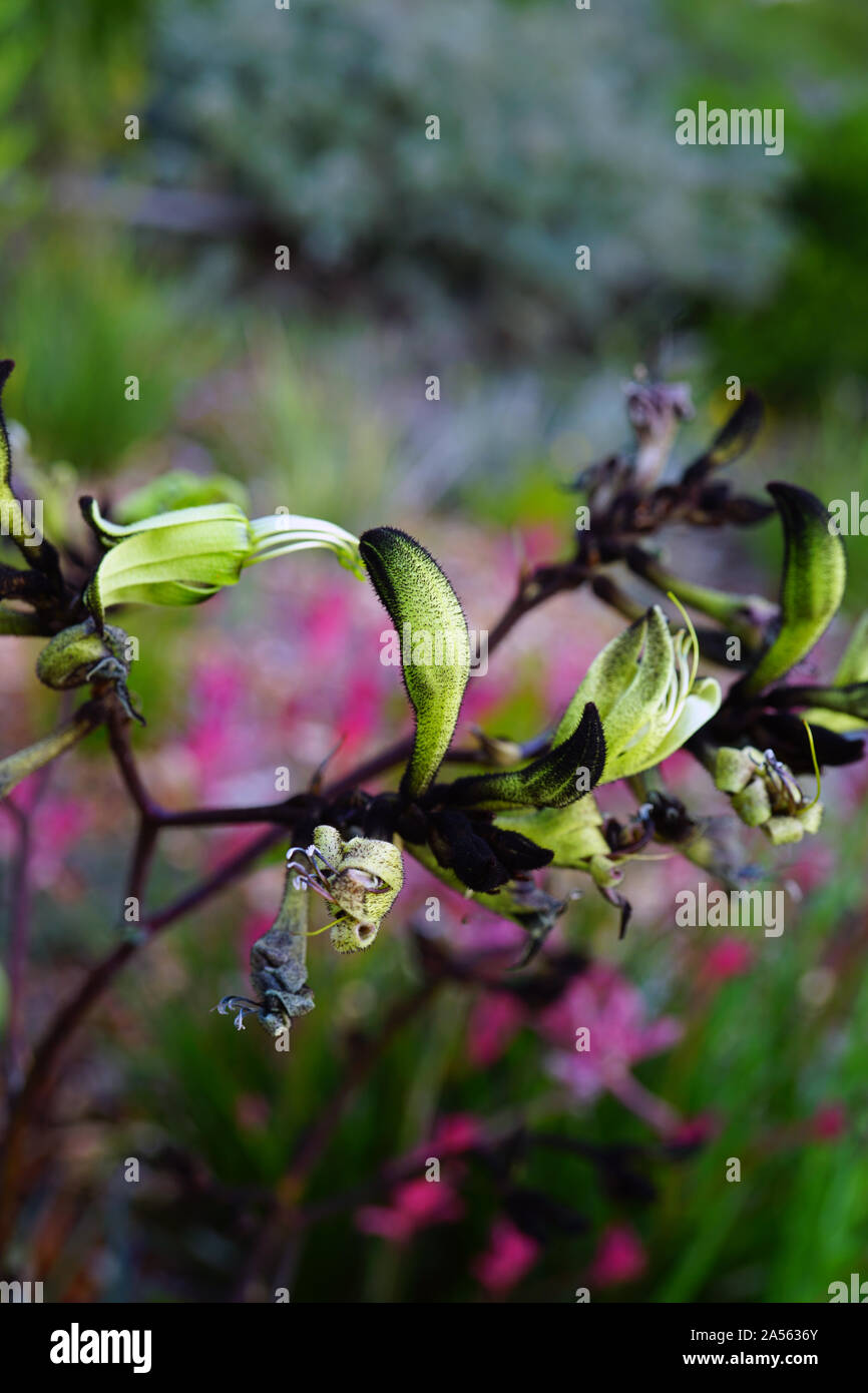View of a Black Kangaroo Paw flower (Macropidia fuliginosa) in