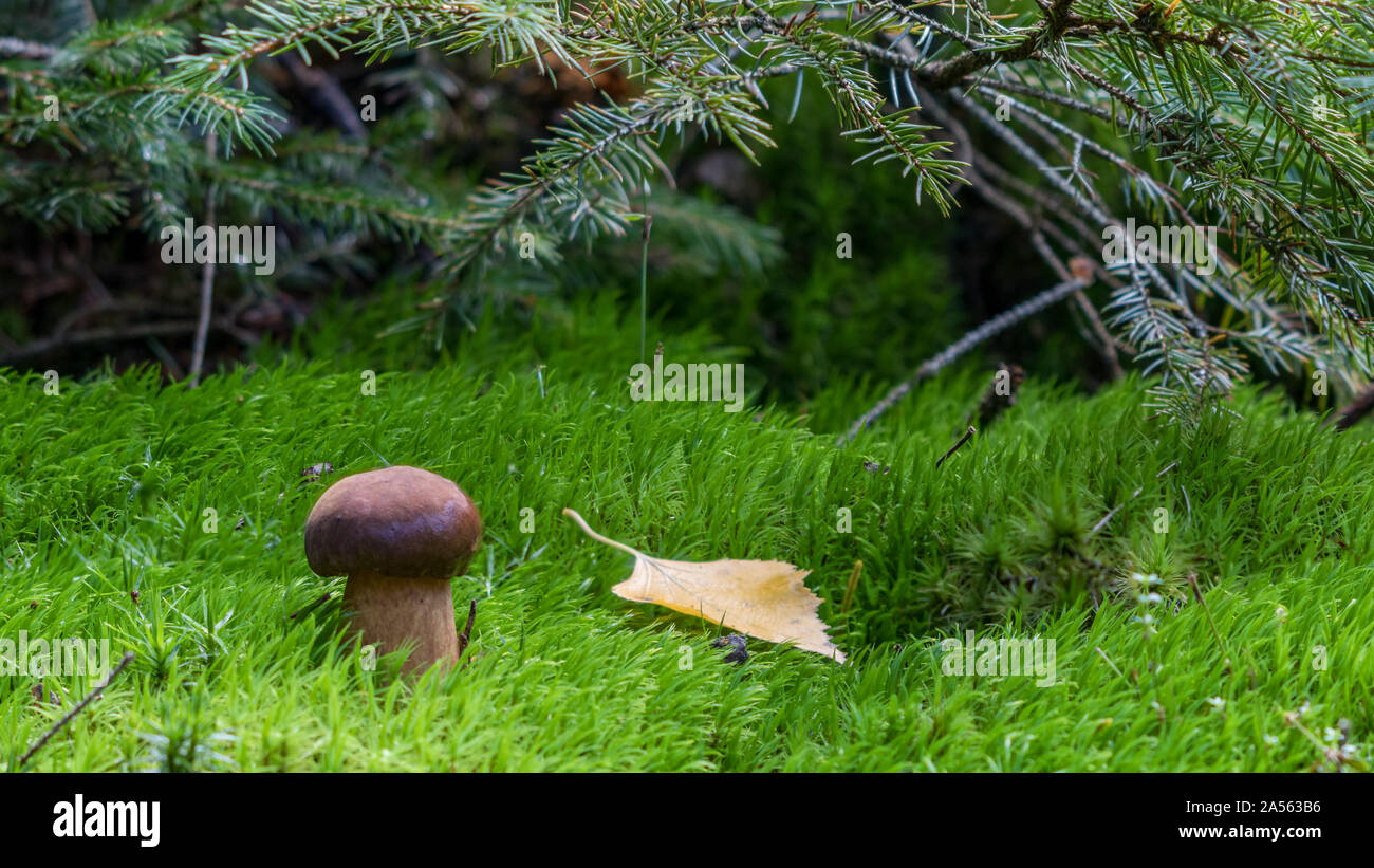 small mushroom in the coniferous forest Stock Photo