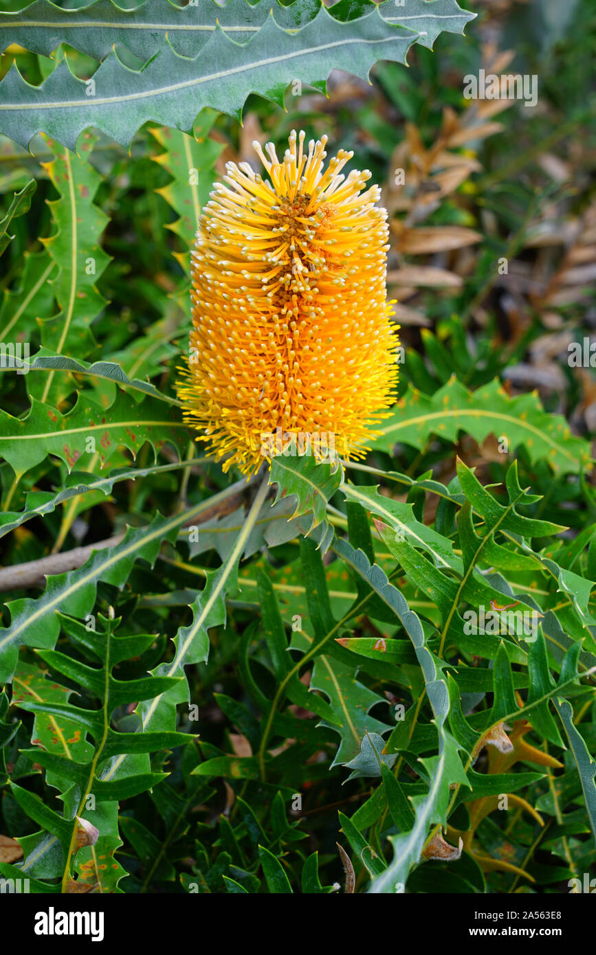Yellow flower spike of the Banksia plant, a coastal tree in Australia Stock Photo