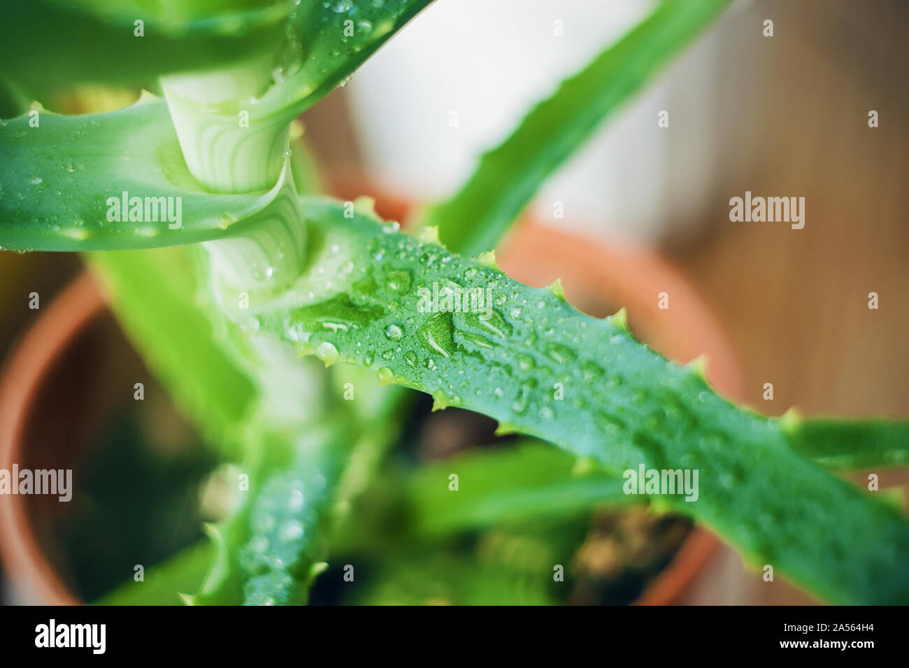 The prickly leaf of the green young aloe Vera that grows from the pot is covered with dew drops that shimmer in the light. Stock Photo