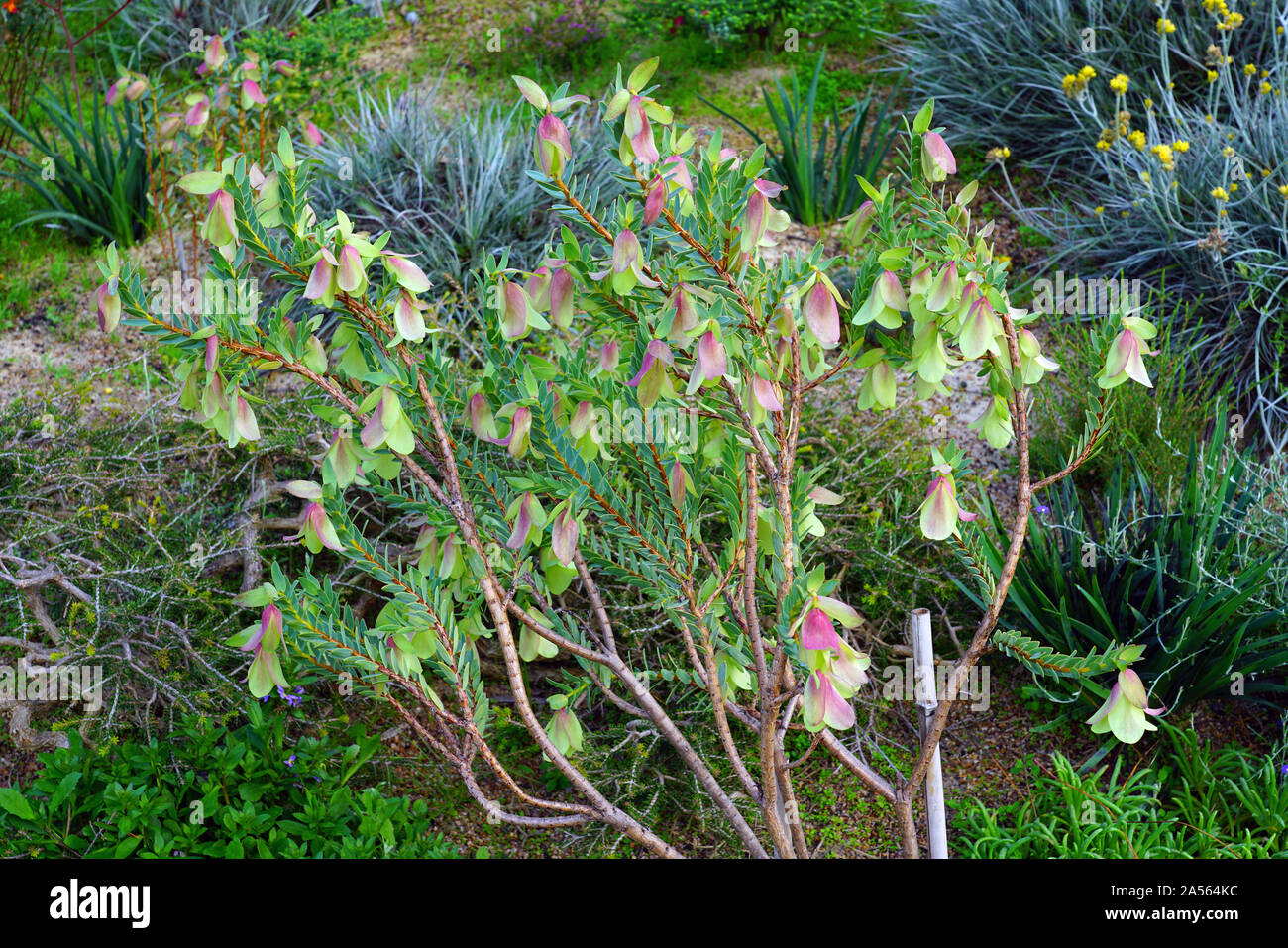 View of a Qualup Bell plant (Pimelea physodes) in Australia Stock Photo