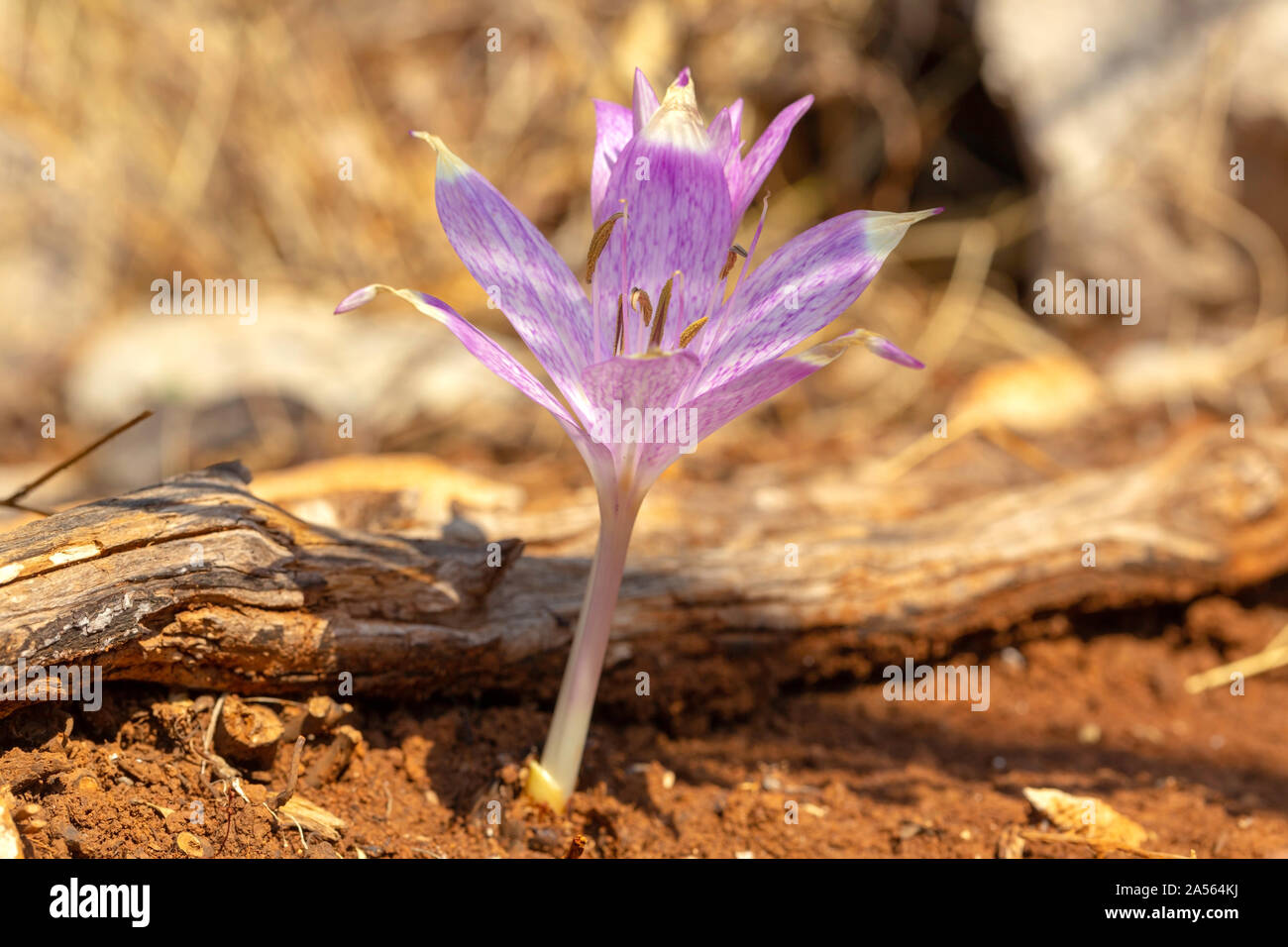 Colchicum autumnale, the autumn crocus (though not a genuine crocus) also known as naked ladies, flowering in October on Crete, Greece Stock Photo