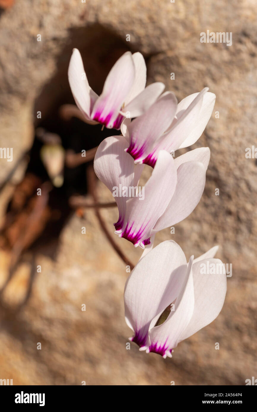 The autumn flowering Cretan cyclamen growing from a crevice in a rock in central Crete Stock Photo