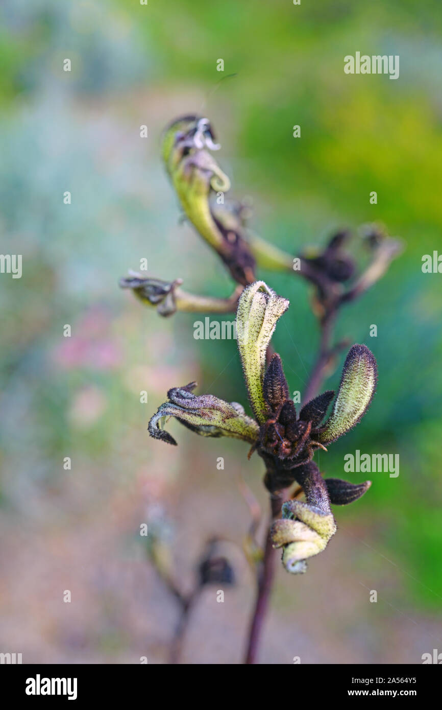 View of a Black Kangaroo Paw flower (Macropidia fuliginosa) in