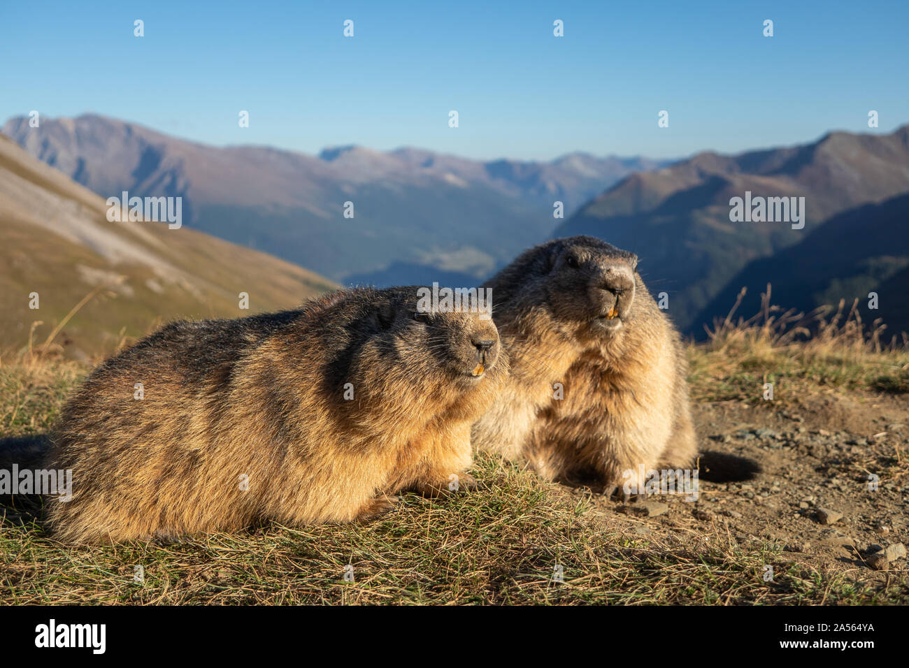 Two marmots of the Alps. Marmota marmota. Glocknergruppe mountain group. Alpine fauna. Austrian Alps. Stock Photo