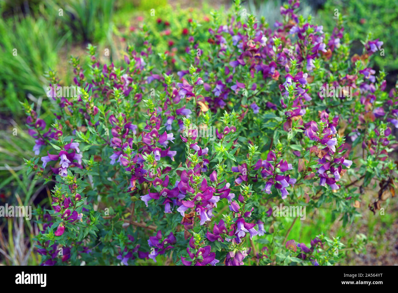 View of a Magnificent Prostanthera (Prostanthera Magnifica) purple flower in Australia Stock Photo