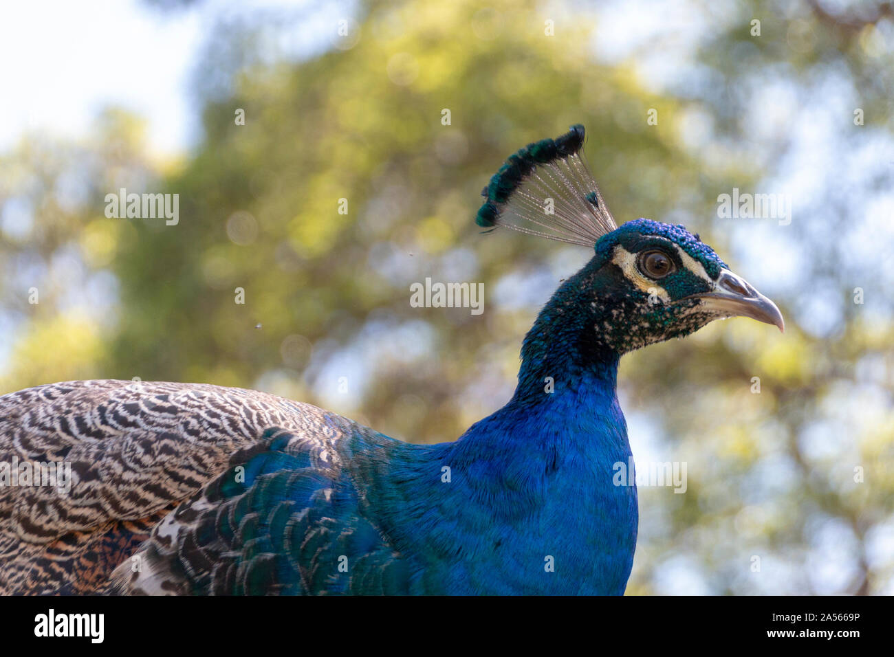 a close up view of a beautiful peacock Stock Photo - Alamy