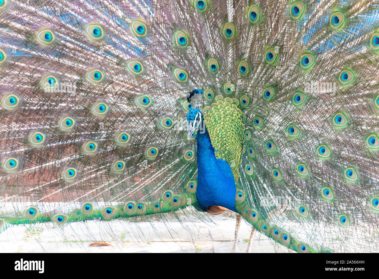 a close up view of a beautiful peacock Stock Photo - Alamy
