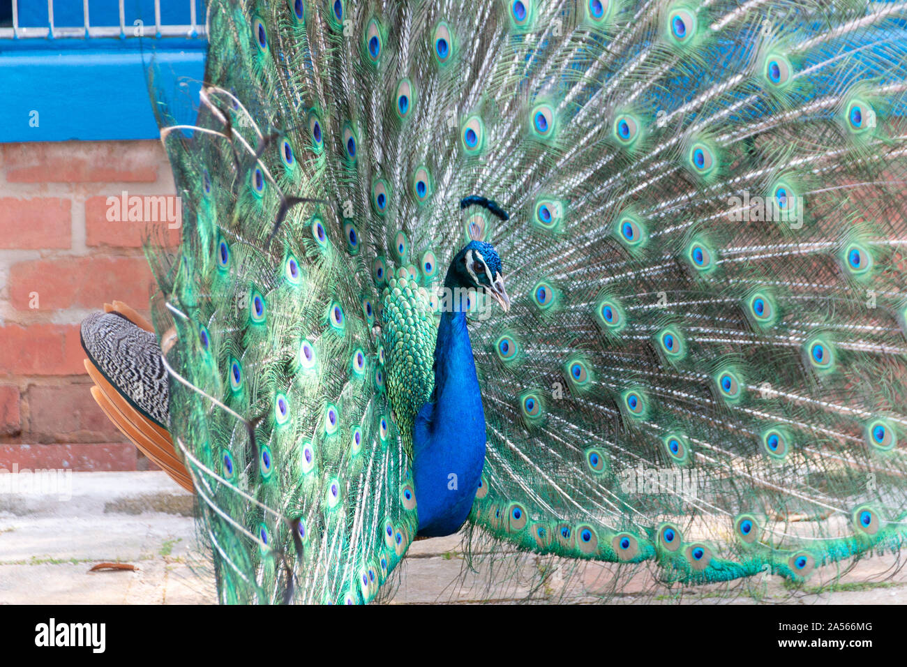 a close up view of a beautiful peacock Stock Photo - Alamy